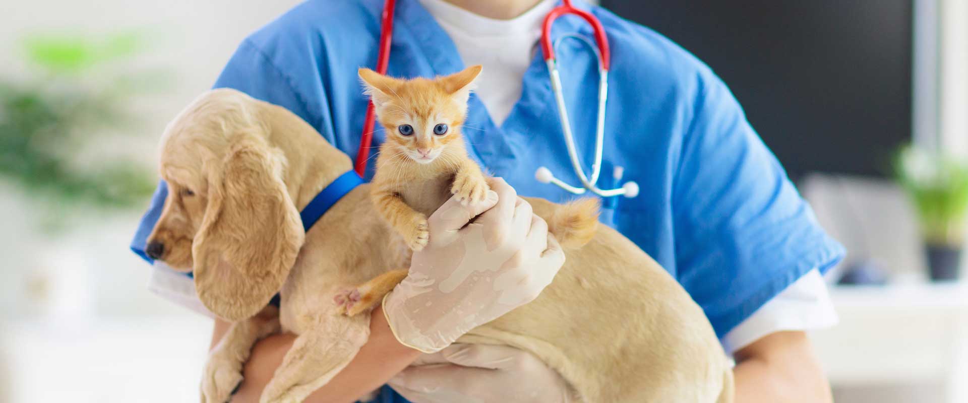 spay & neuter surgical care guide, spay and neuter clinic