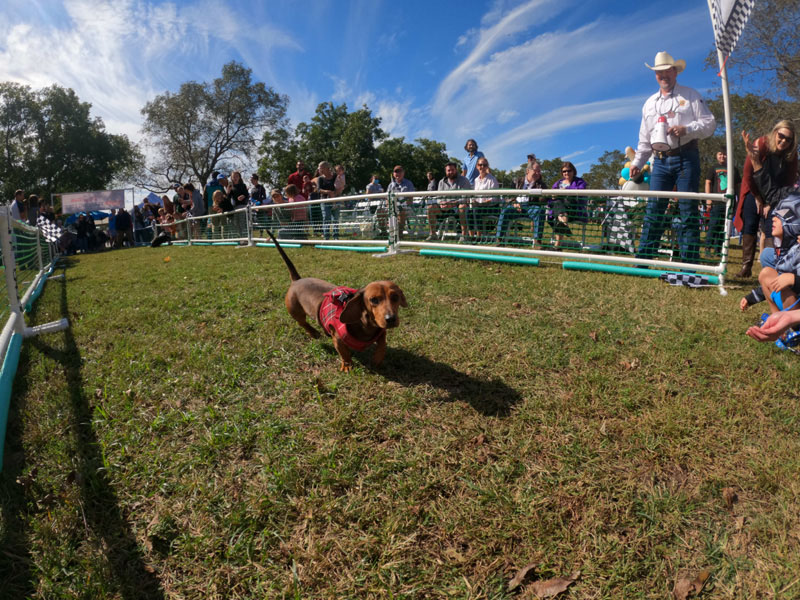 Barktoberfest 2021 Doggie Dash Race Action