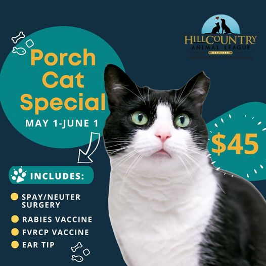 outdoor cat and porch cat vaccinations